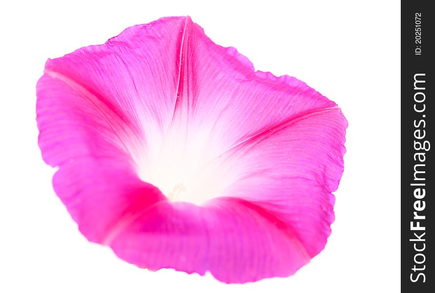 Bindweed flower on a white background