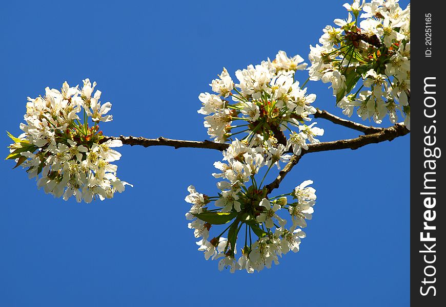 Small flower branch cherry on blue sky to like spring background