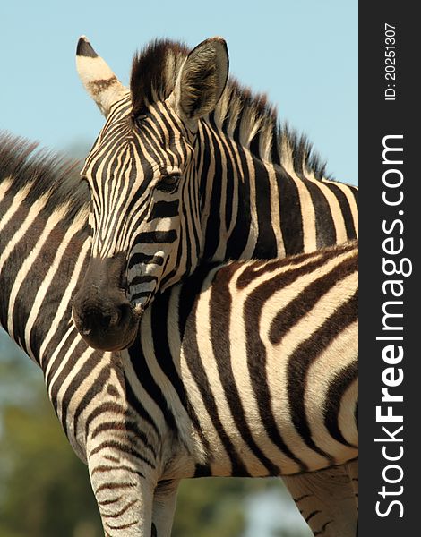 Burchells Zebra, close up portrait, mother protective of foal. Burchells Zebra, close up portrait, mother protective of foal