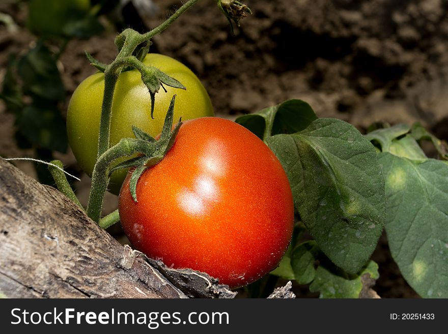 Two tomatoes in the garden