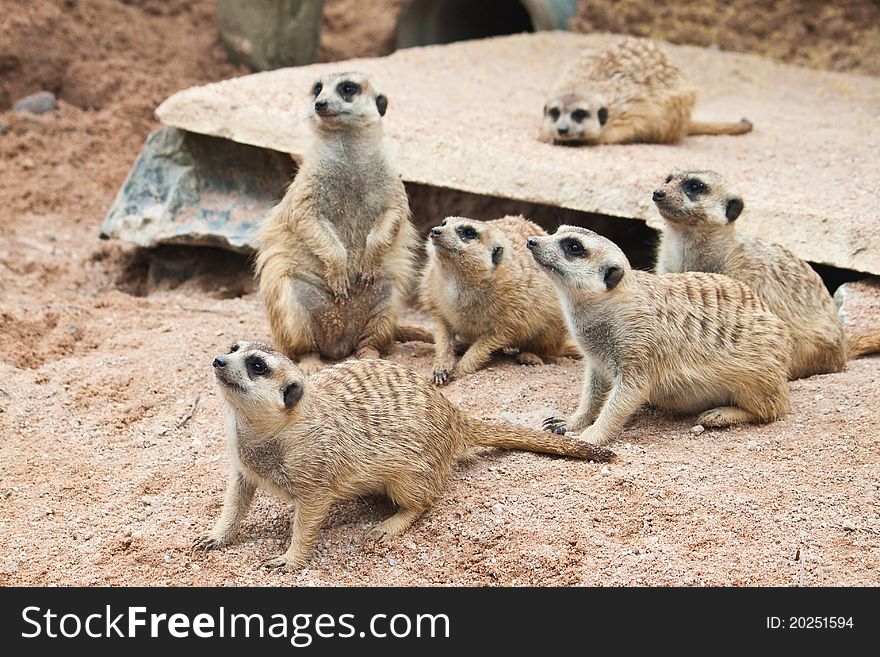 Cute of Meerkat family watching.