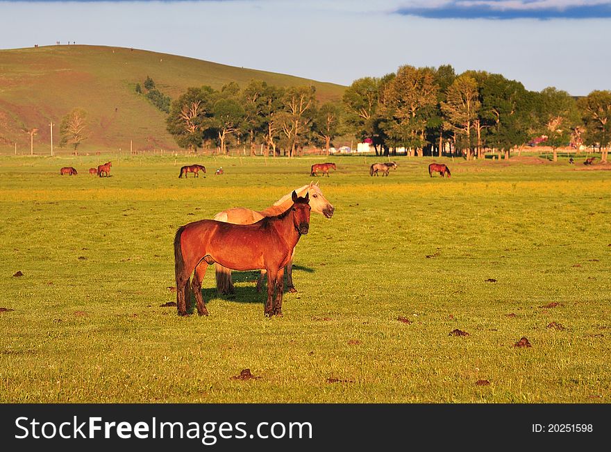 Grasslands of northern China.Two horses in the grassland. Grasslands of northern China.Two horses in the grassland