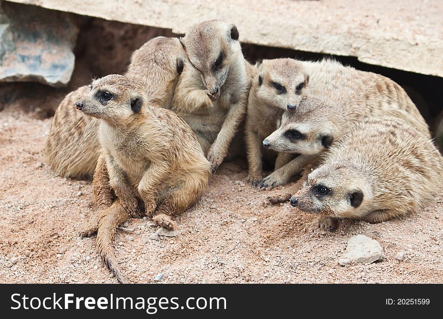 Group of Meerkat on ground close up. Group of Meerkat on ground close up