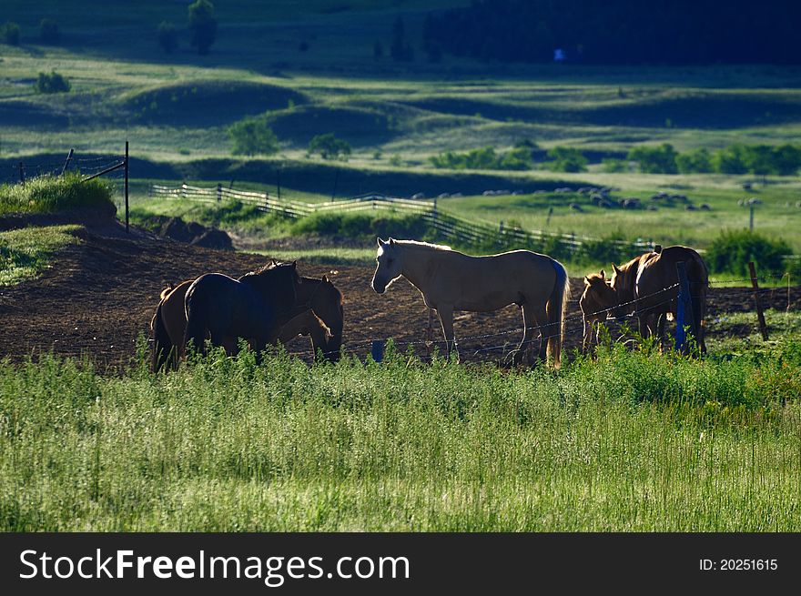Horses in the pasture,dawn. Horses in the pasture,dawn.