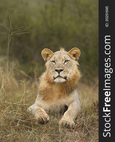 Young male lion resting in Madikwe reserve South Africa