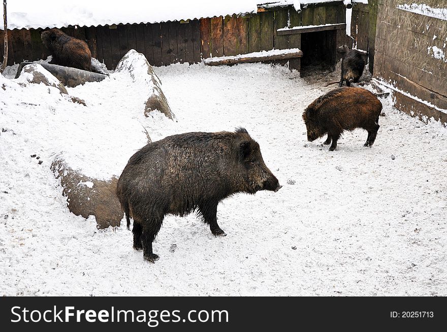 Wild boars during the winter time, horizontal shot.