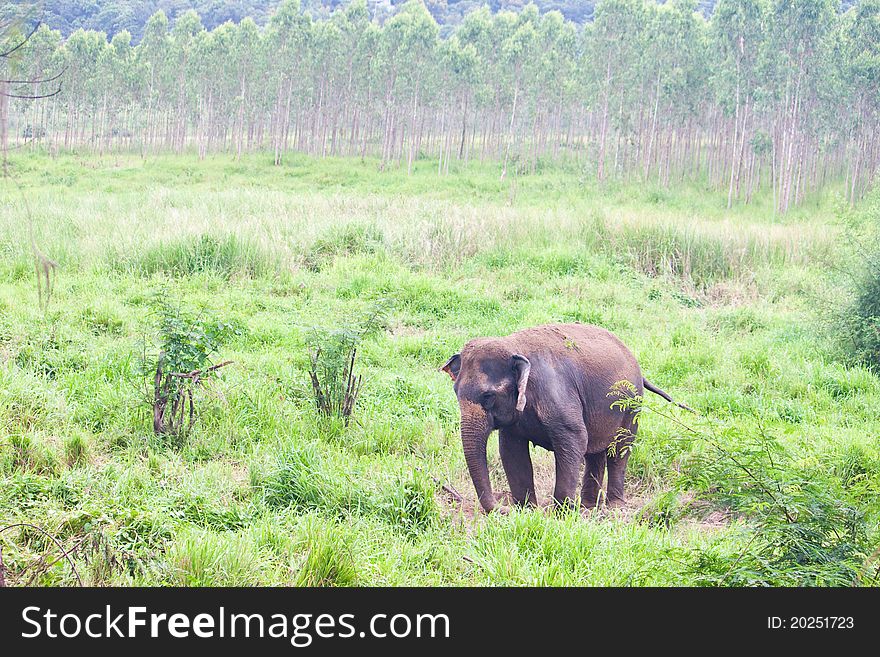 Wild Elephant in North East of Thailand.