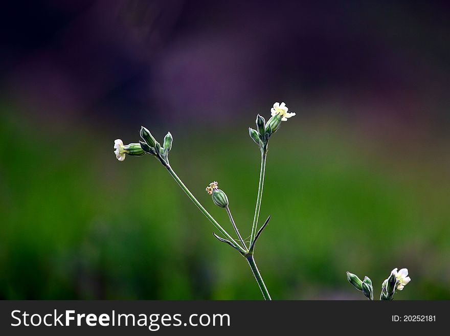 Small wild white flower blooming in fields. Small wild white flower blooming in fields.