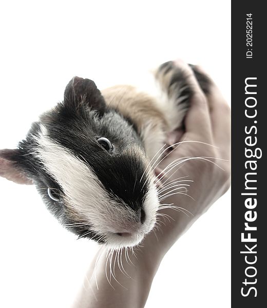 Hamster on hands on white backgraund