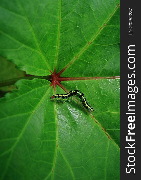 A caterpillar crawling on a green leaf