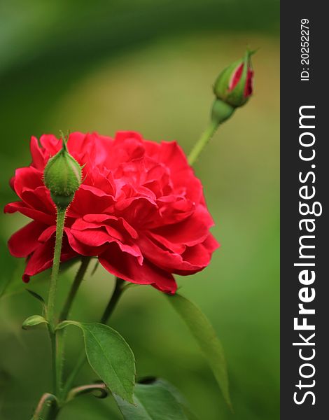 Red roses on a plant in a garden. Shallow DOF
