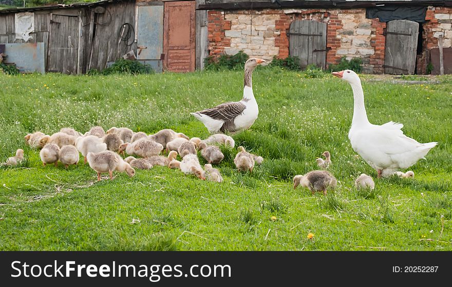 Geese with a brood on the nature. Geese with a brood on the nature
