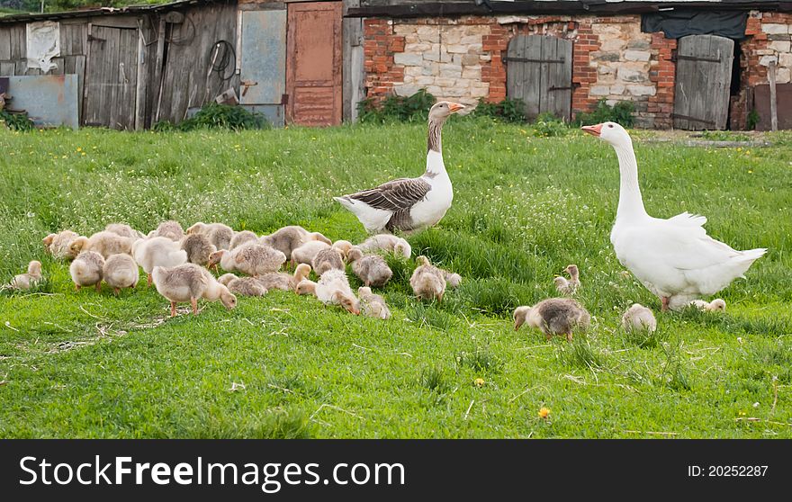 Goose Family