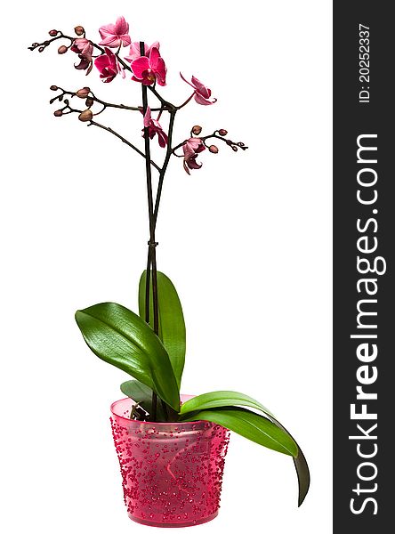 Orchid in a pot isolated
