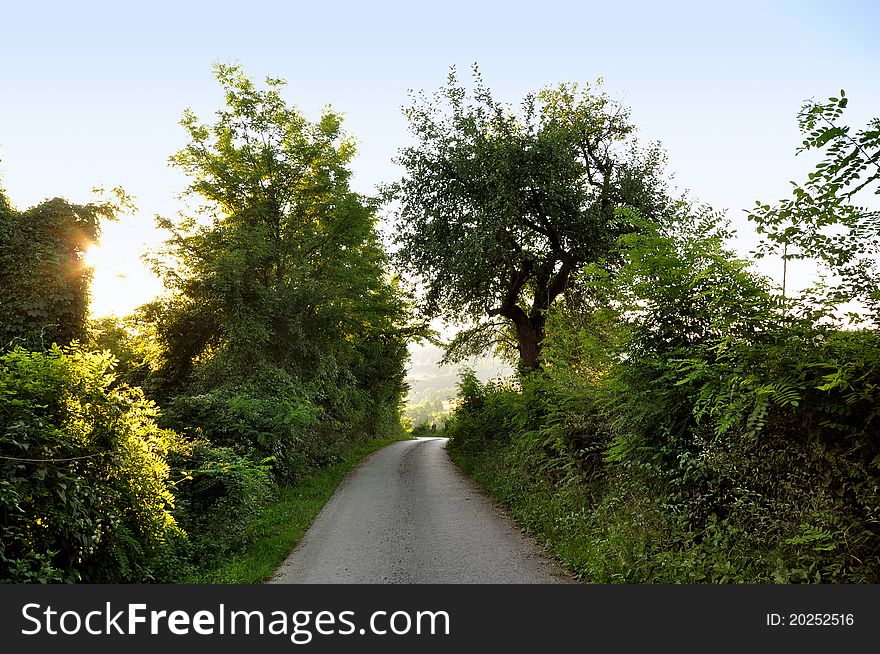 Sunset forest landscape