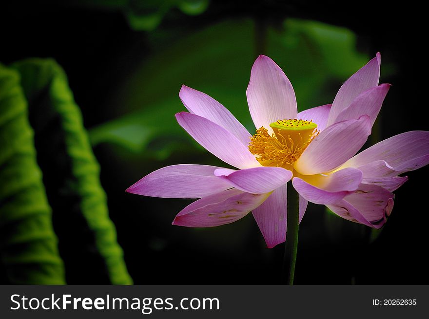 Summer, and the pond has a beautiful lotus in full bloom.