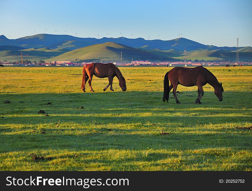Pasture Horses,Dawn