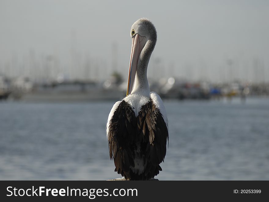 Pelican sitting on the docks of Fremantle Harbour, Western Australia. Pelican sitting on the docks of Fremantle Harbour, Western Australia.