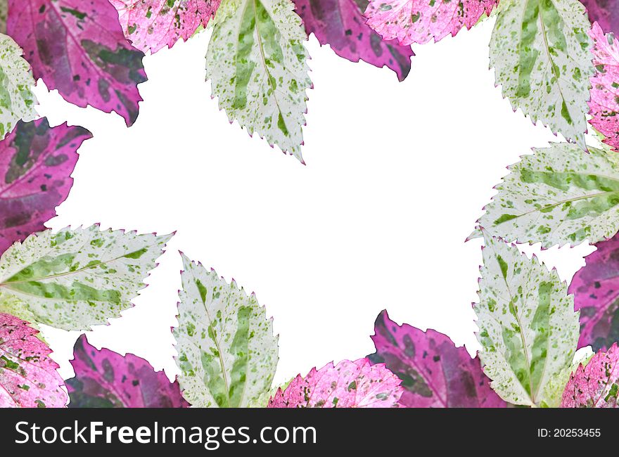 Colorful leaf fame on white background. Colorful leaf fame on white background.