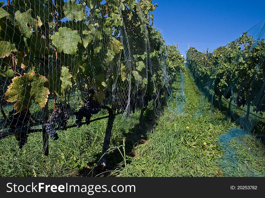 Photo of a vineyard on a sunny day