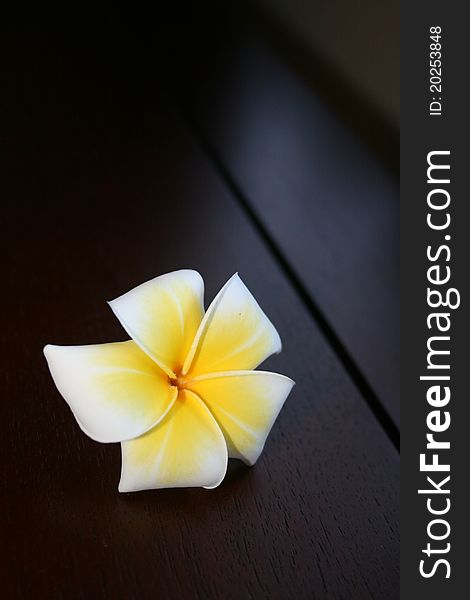 White tropical franfipani flower on a dark wooden surface. White tropical franfipani flower on a dark wooden surface