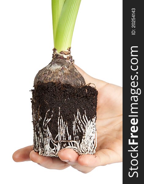 Close-up of hyacinths, also showing the roots in hand. Close-up of hyacinths, also showing the roots in hand