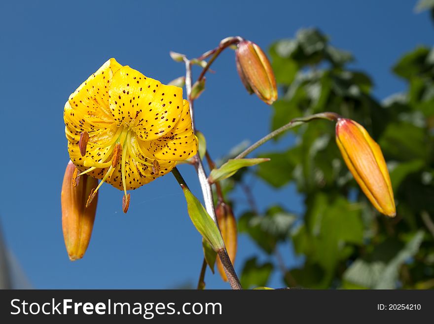 Yellow lilly with one open flower showing petals and stamen with buds of other flowers about all against a blue sky. Yellow lilly with one open flower showing petals and stamen with buds of other flowers about all against a blue sky.