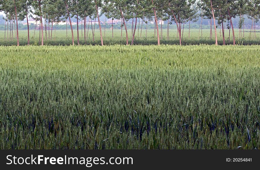 Wheat Field