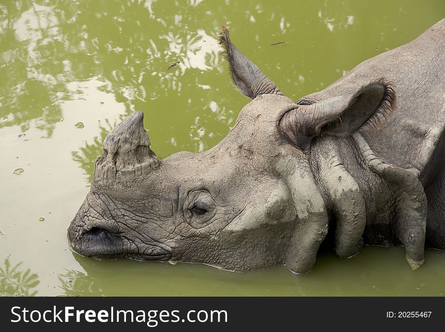 Rhino lying peacefully in the dirty water. Rhino lying peacefully in the dirty water