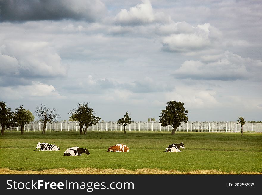 Four Cows Resting In Front Of Greenhouses