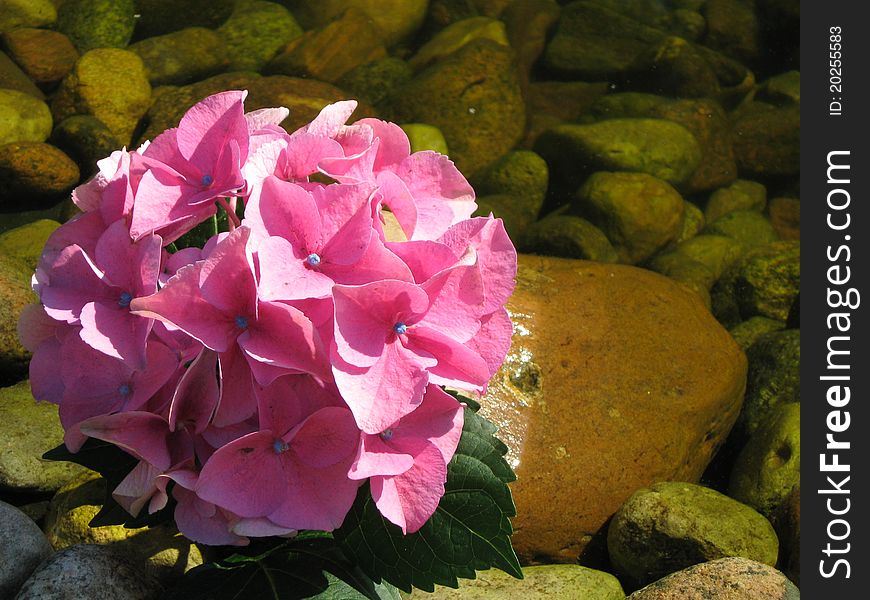 Mixed, color, pink flower on the stone lake,. Mixed, color, pink flower on the stone lake,