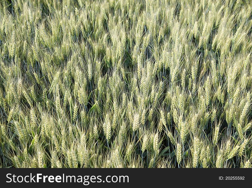 Wheat field from above, not ripe yet