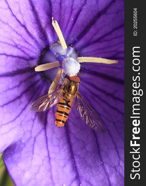 Hoverfly in purple flower of Campanula. Hoverfly in purple flower of Campanula