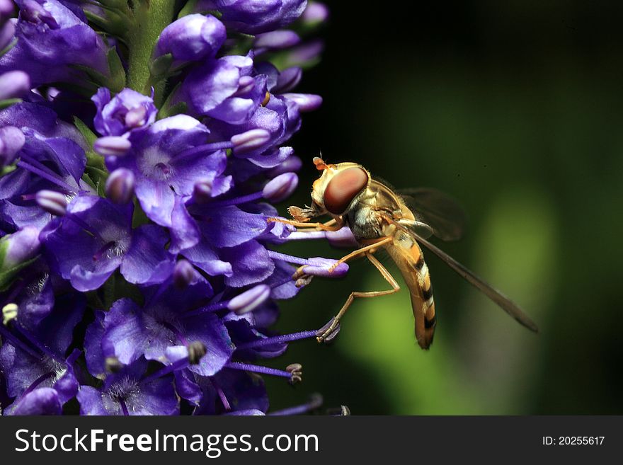 Hoverfly sitting on blue/purple flower. Hoverfly sitting on blue/purple flower