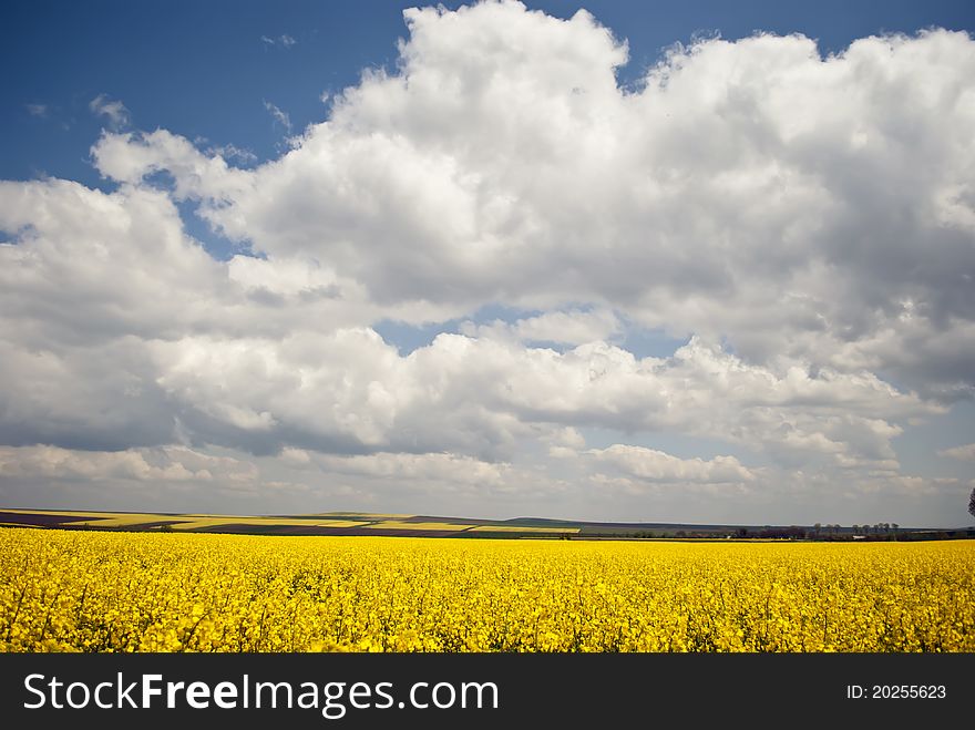 Yellow field in a spring day