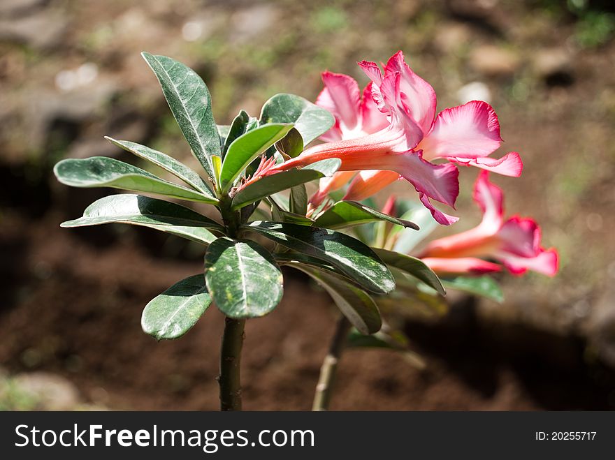 Frangipani flower is one of the favorite flowers for florists and gardeners in Indonesia