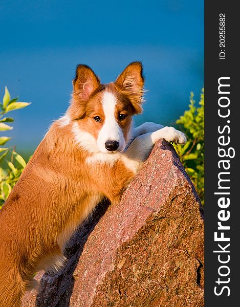 Portrait of young border collie puppy in sunset