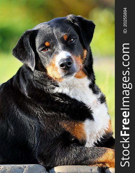 Appenzeller sennenhund dog portrait in summer close up