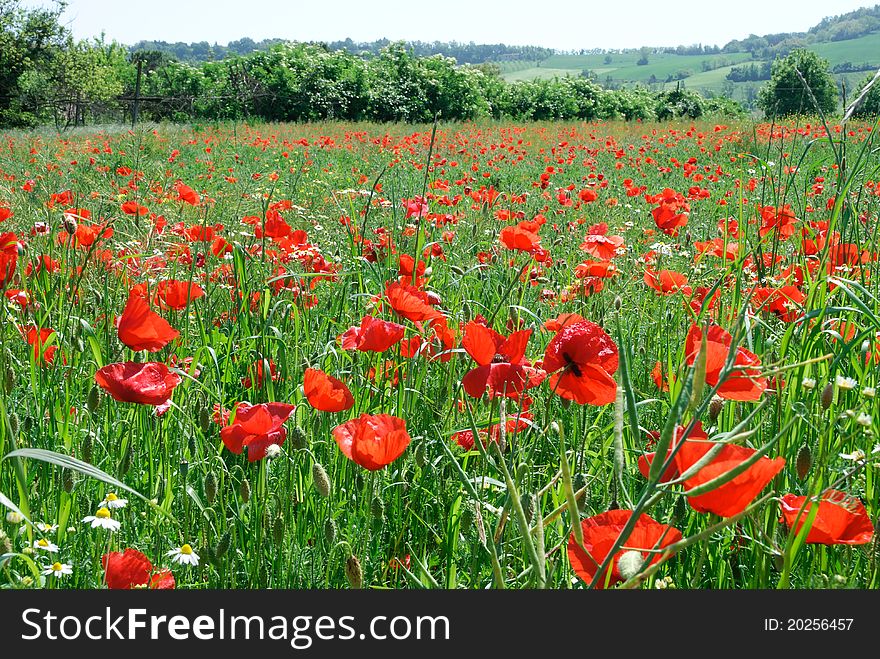 Field of poppies in Predappio