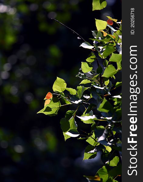 New leaf on a Poplar tree in spring. New leaf on a Poplar tree in spring.