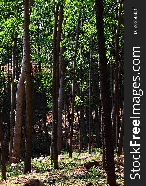 Poplar trees in early summer.