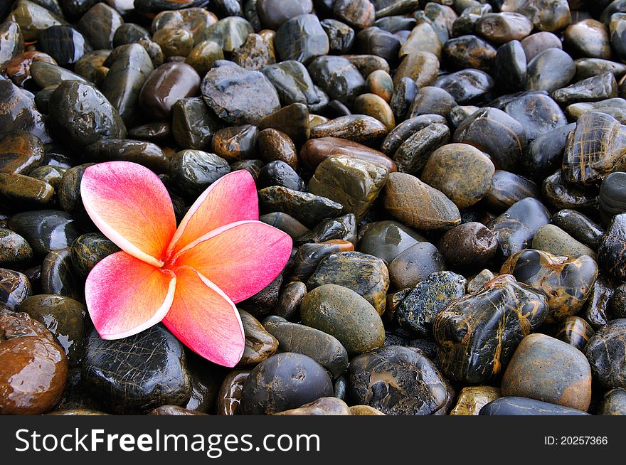 Background of pink plumeria flower on pebble