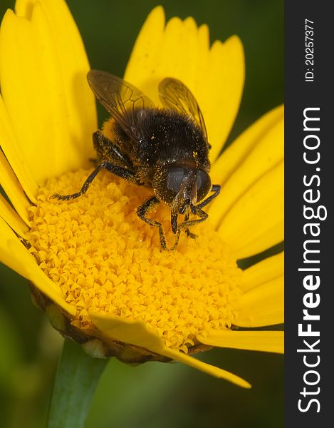 Bee collecting pollen in yellow pollen. Bee collecting pollen in yellow pollen