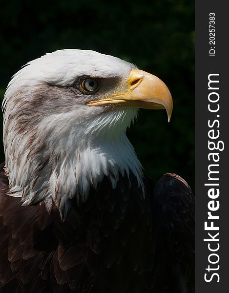 Head profile of proud american bald eagle against dark background. Head profile of proud american bald eagle against dark background