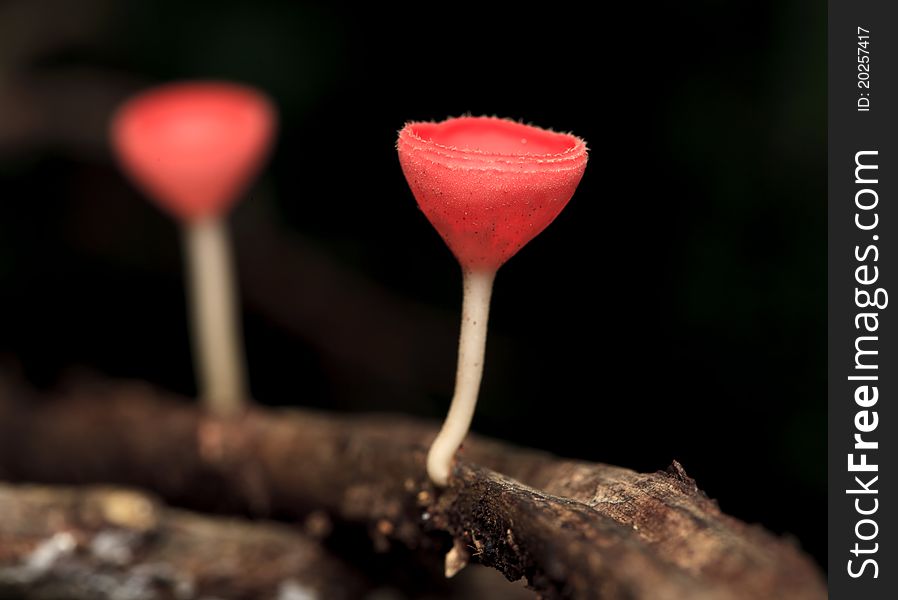 This champagne mushroom have only in deep wild,Thailand.