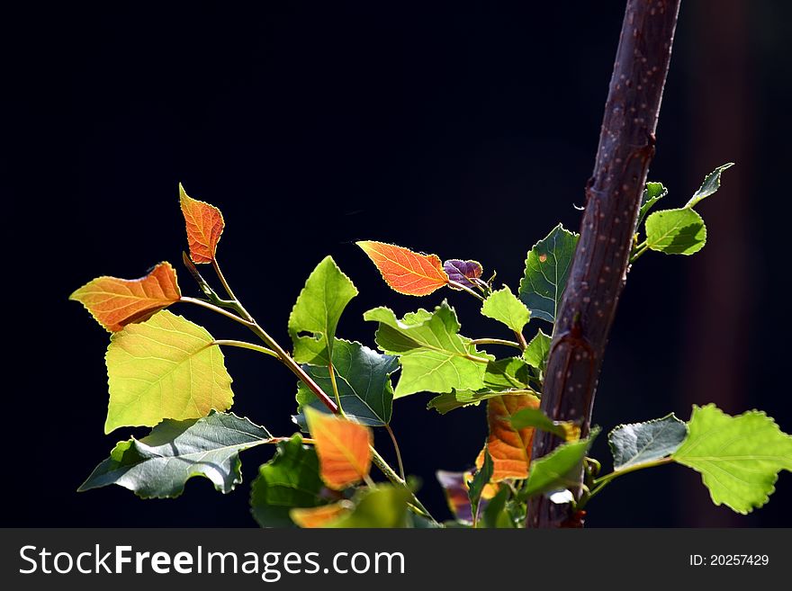 Poplar Leaf