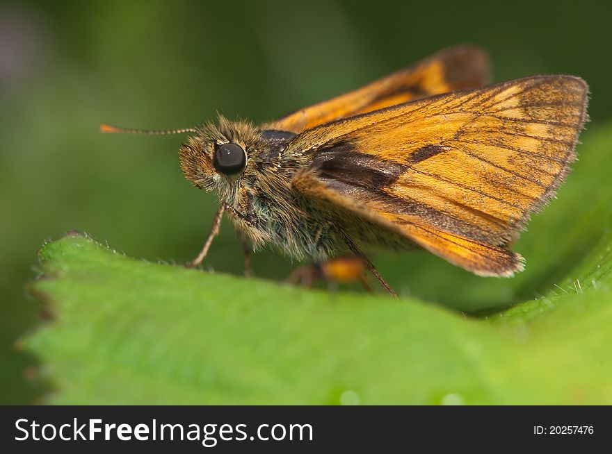 Skipper On Singing Nettles