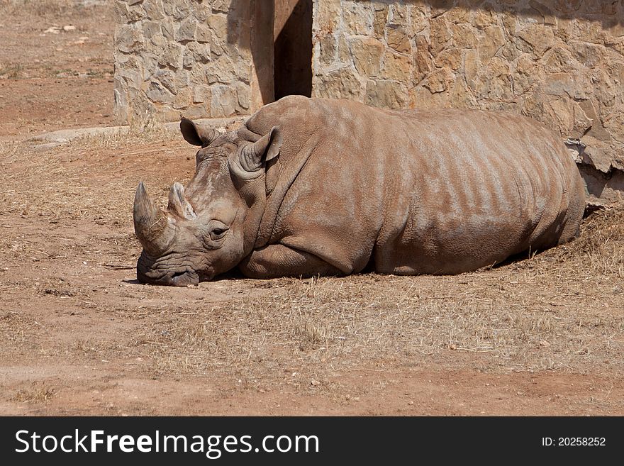 Rhino In Safari Park