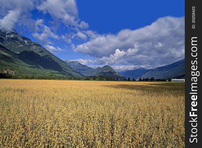 Field Under Mountains