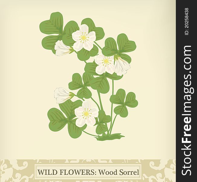 Wood Sorrel, Wild flower. Beautiful vintage colors